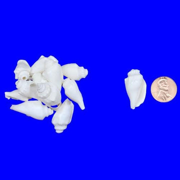 Small Conch/Drill Shells, pack of 10