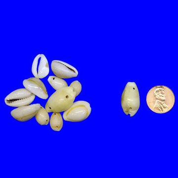 Cowrie Shells, pack of .75 oz