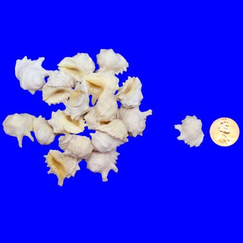 Murex Shells, pack of 20