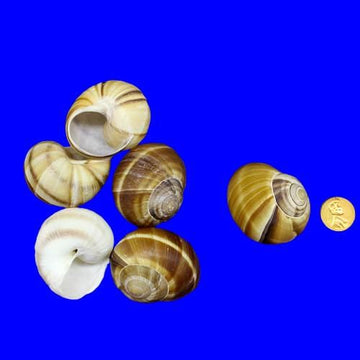 Snail Shells, pack of 6