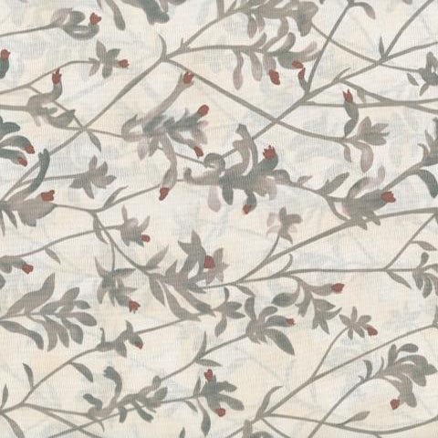 Kangaroo Paw Natural by Natalie Ryan