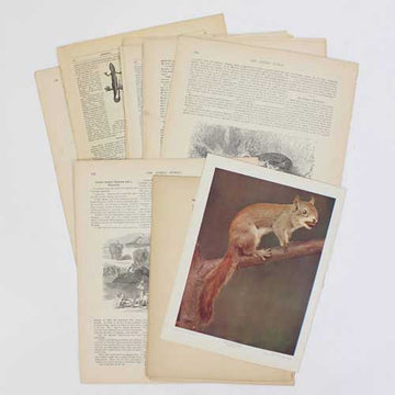 Animals, Animals, Animals vintage paper collage pack