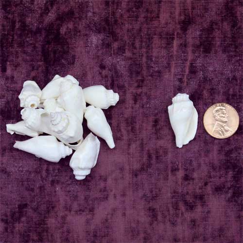 Small Conch/Drill Shells, pack of 10