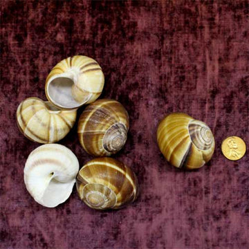 Snail Shells, pack of 6